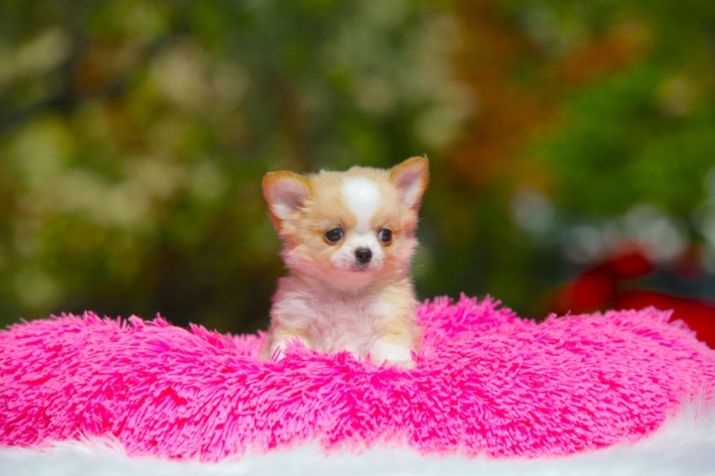 Chiot Chihuahua New Litel Boss