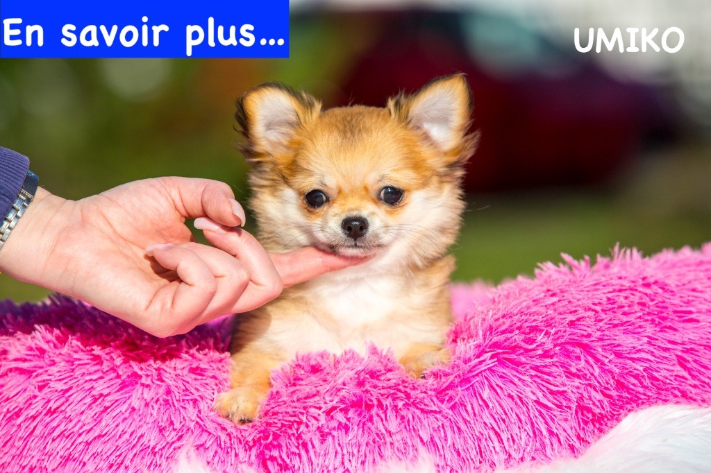 Chiot Chihuahua New Litel Boss