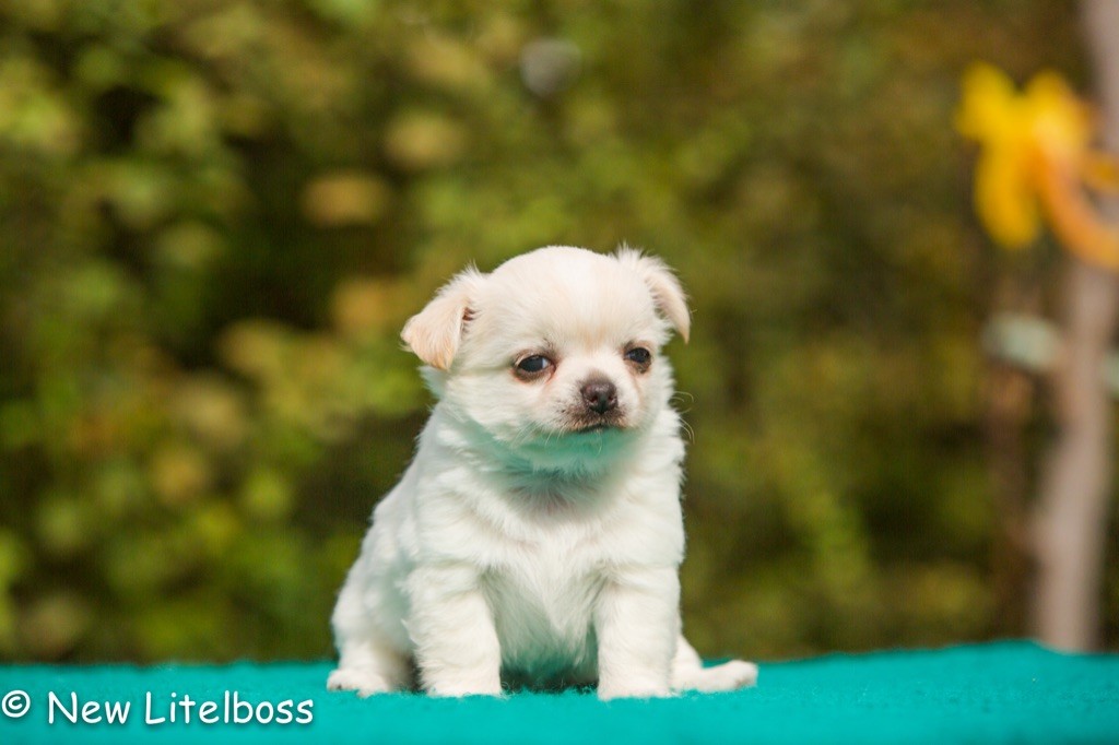 Chiot Chihuahua New Litel Boss