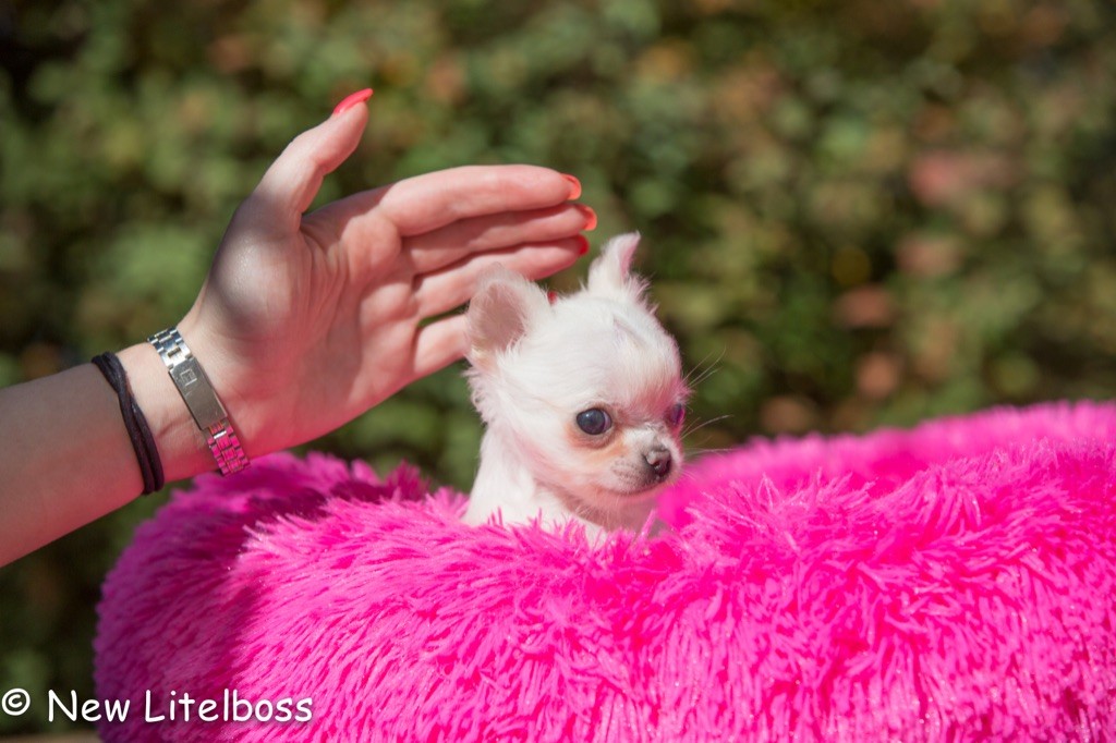 Chiot Chihuahua New Litel Boss