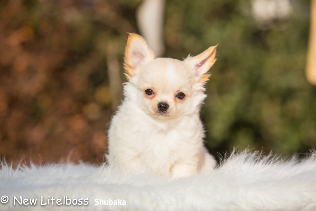 Chiot Chihuahua New Litel Boss