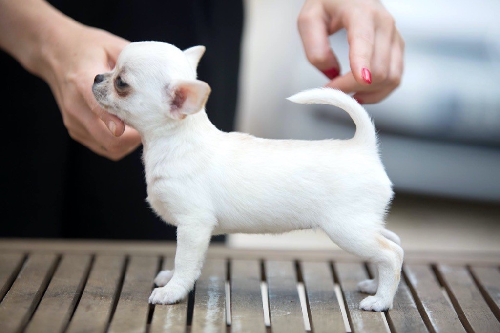 Chiot Chihuahua New Litel Boss