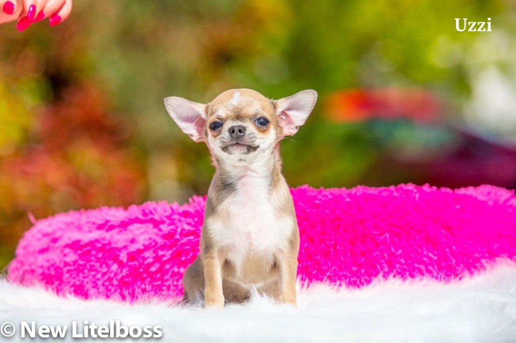 Chiot Chihuahua New Litel Boss