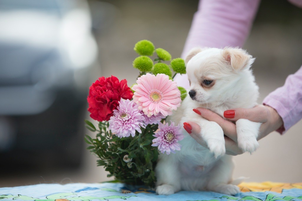 Chiot Chihuahua New Litel Boss