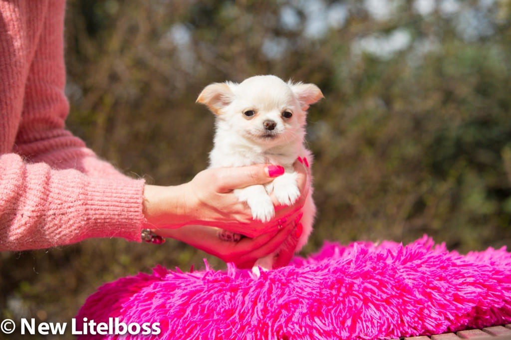 Chiot Chihuahua New Litel Boss