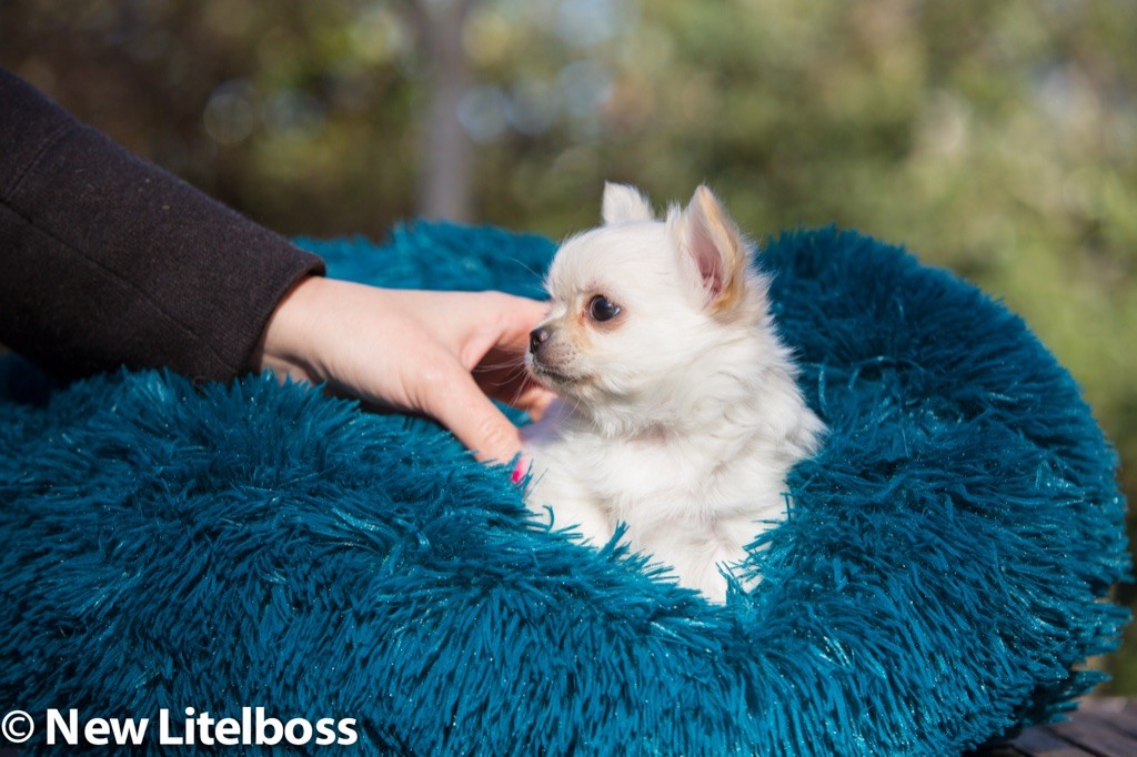 Chiot Chihuahua New Litel Boss