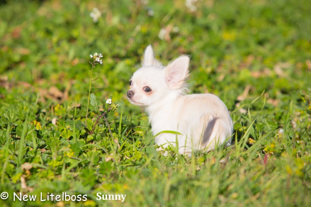 Chiot Chihuahua New Litel Boss