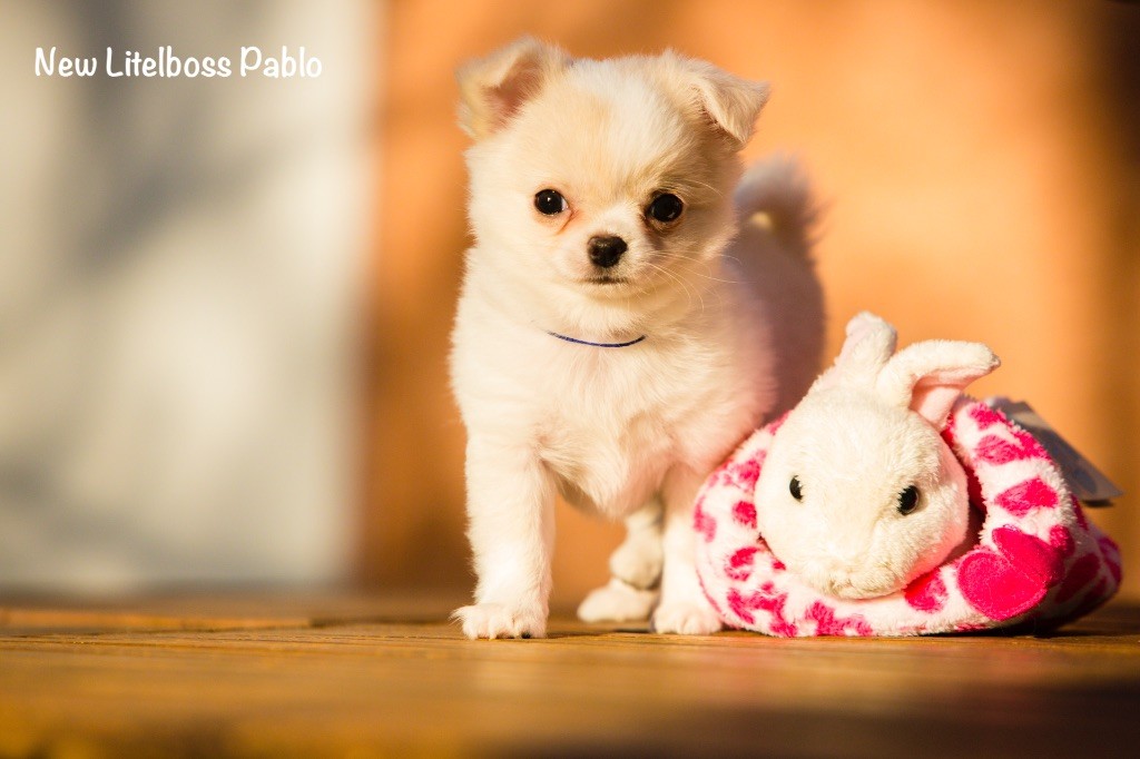 Chiot Chihuahua New Litel Boss