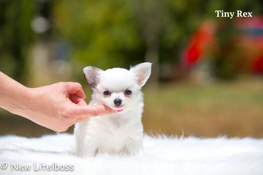 Tiny Rex