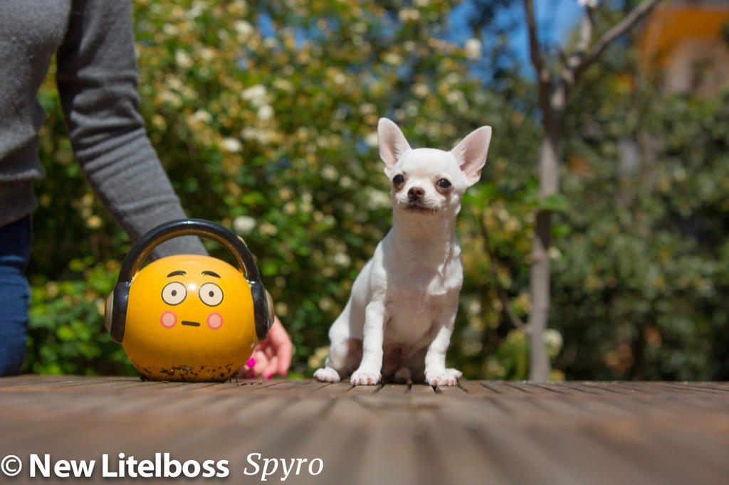 Chiot Chihuahua New Litel Boss