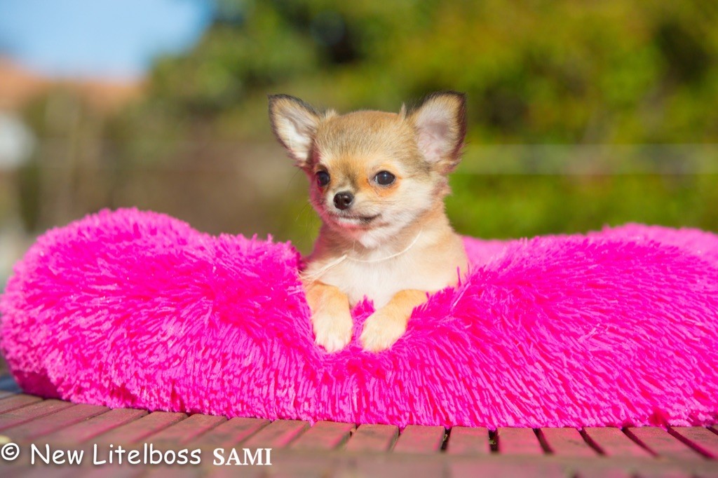 Chiot Chihuahua New Litel Boss