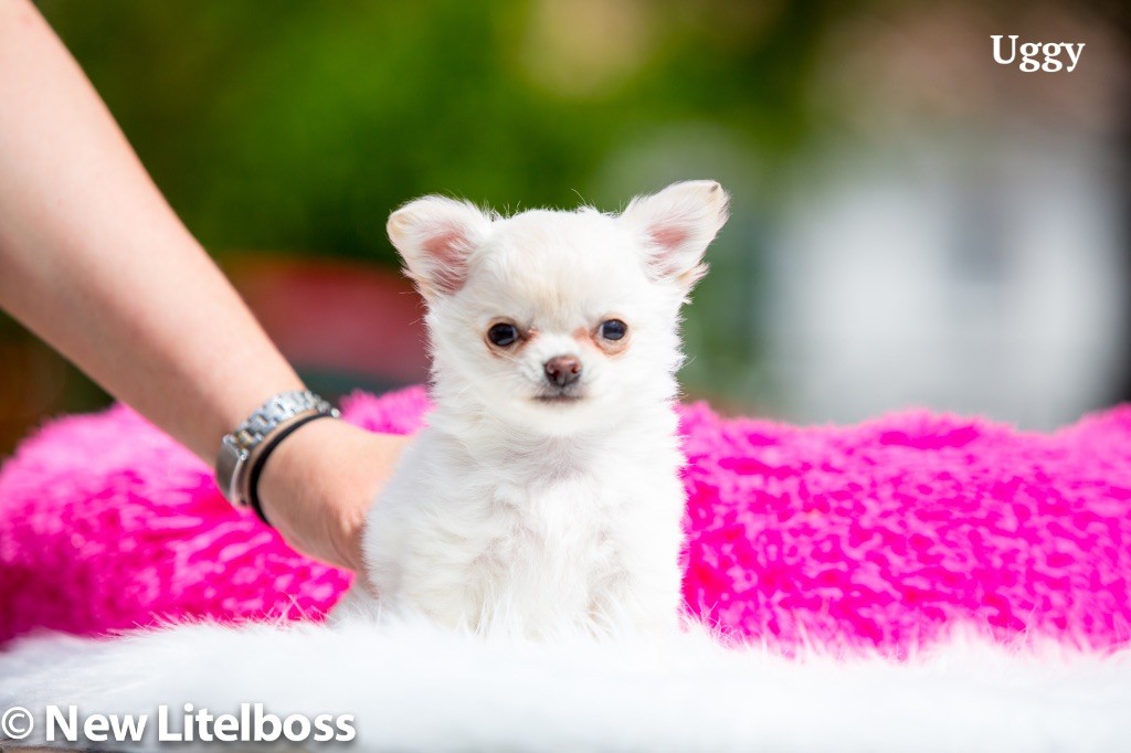 Chiot Chihuahua New Litel Boss