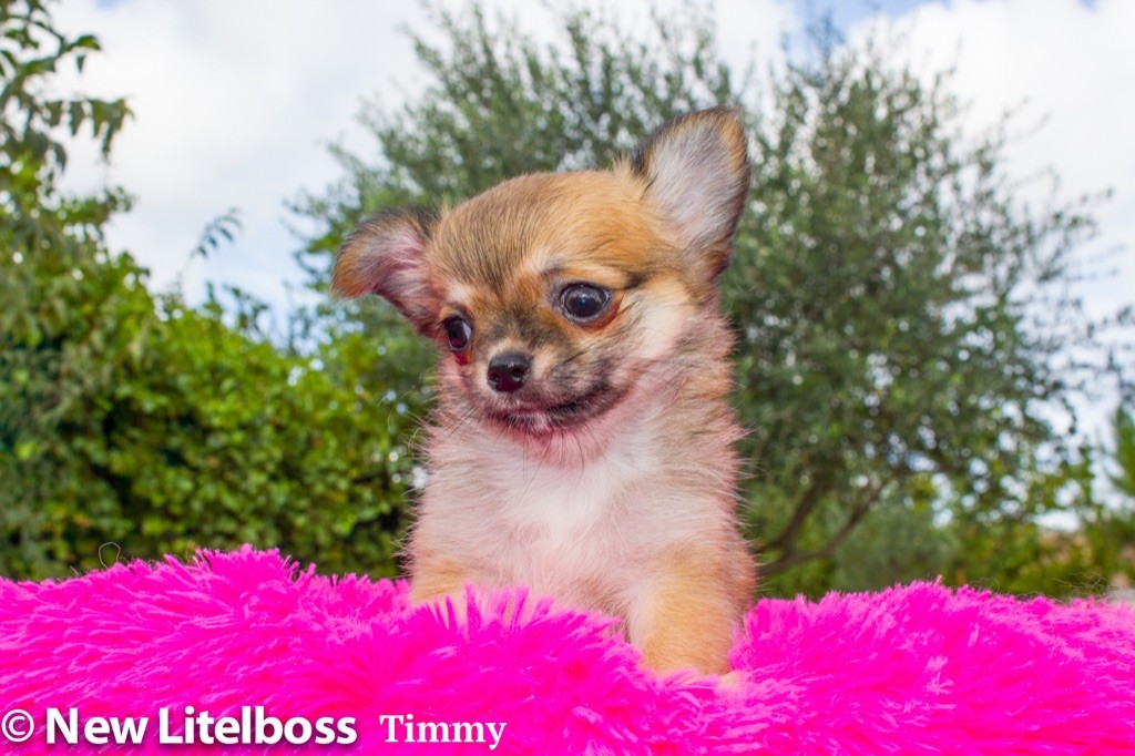 Chiot Chihuahua New Litel Boss