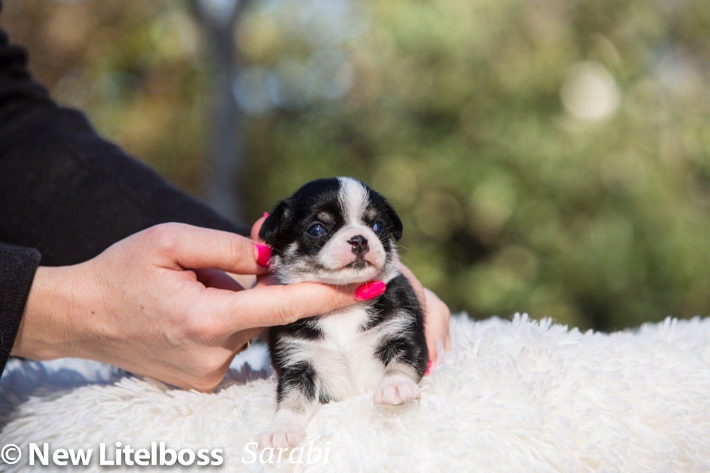 Chiot Chihuahua New Litel Boss