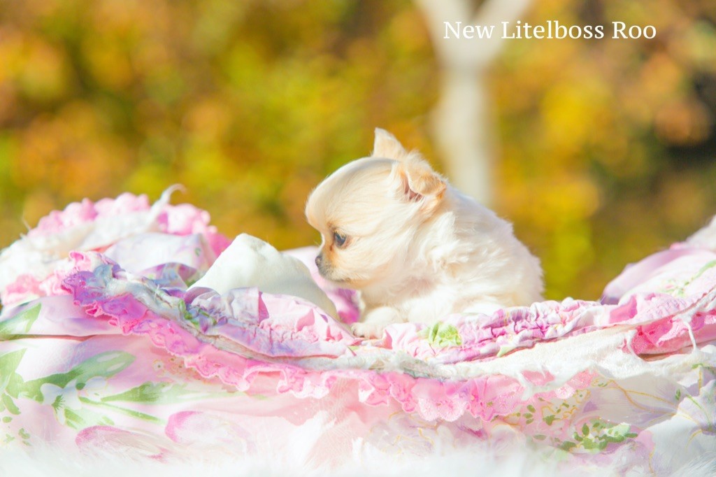 Chiot Chihuahua New Litel Boss