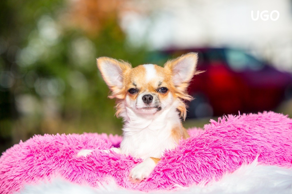 Chiot Chihuahua New Litel Boss