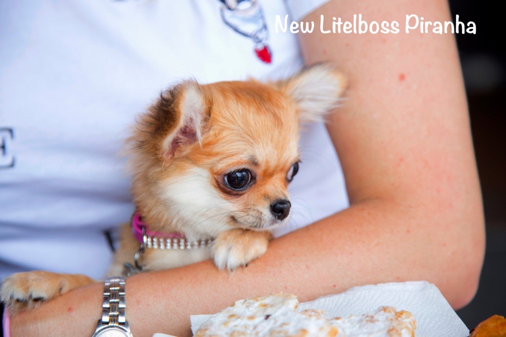 Chiot Chihuahua New Litel Boss