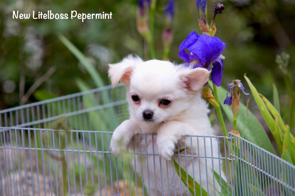 Chiot Chihuahua New Litel Boss