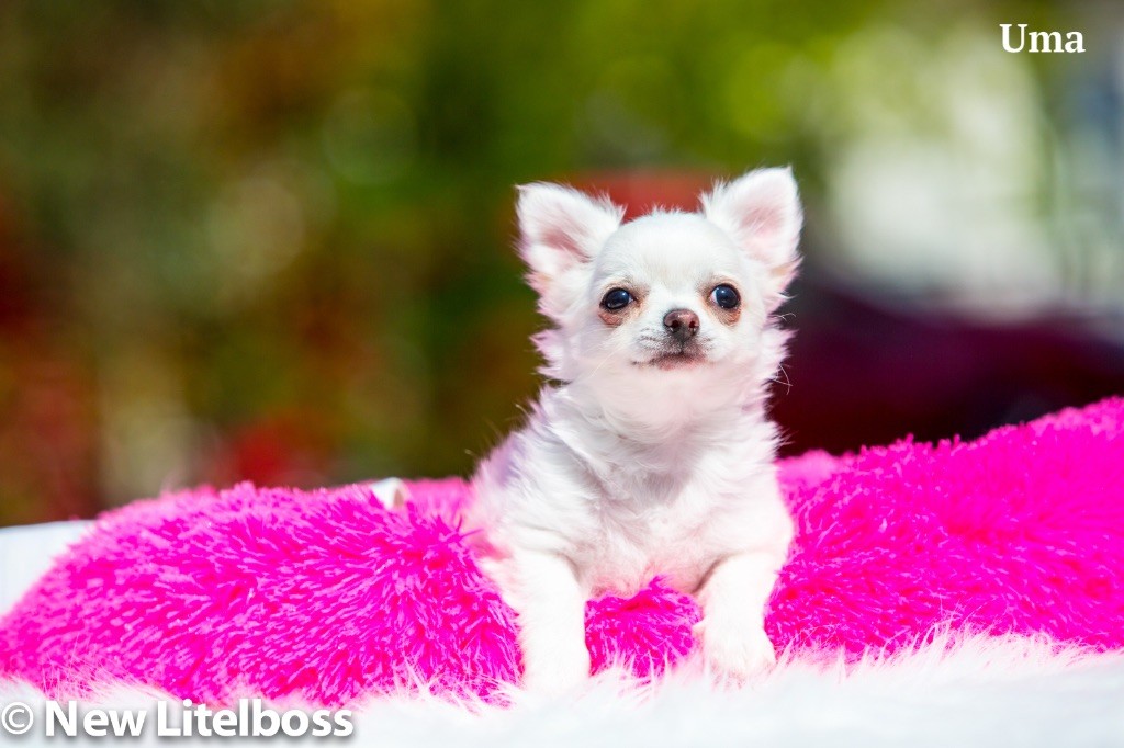 Chiot Chihuahua New Litel Boss